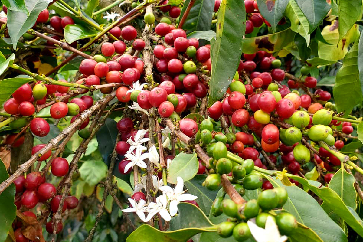 生豆の選定作業