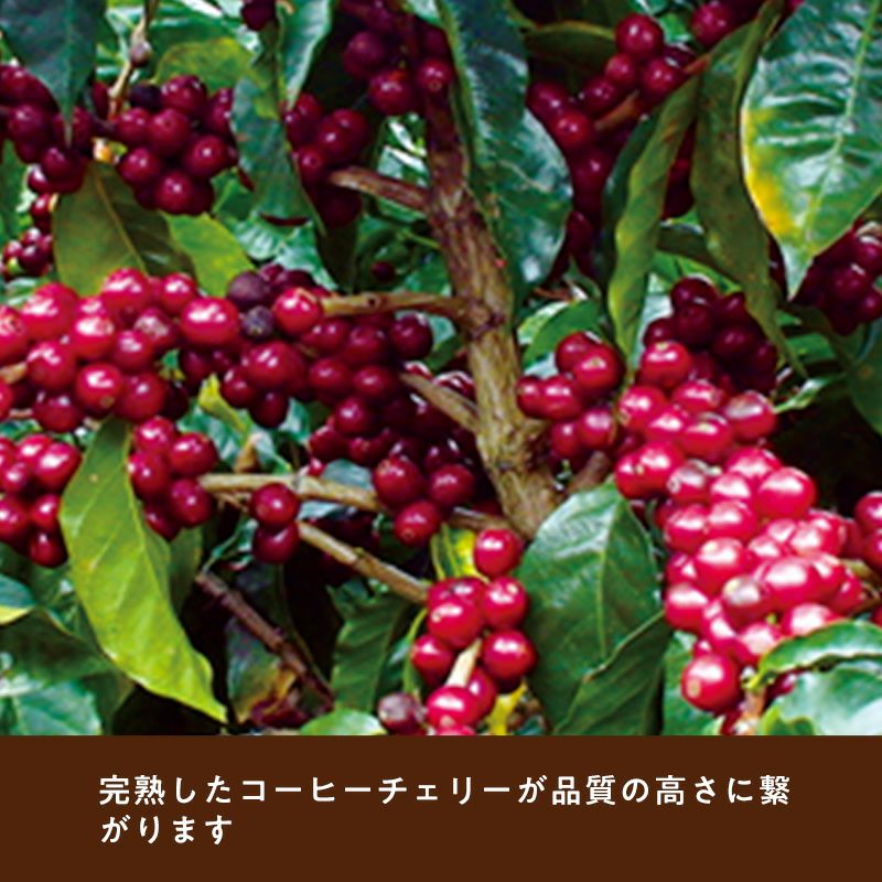 エクササイズコーヒー ブラジルコーヒーブレンド 30本入り×3袋 澤井珈琲 コーヒー 珈琲 コーヒー豆 超大入り 150杯分 ブラジル
